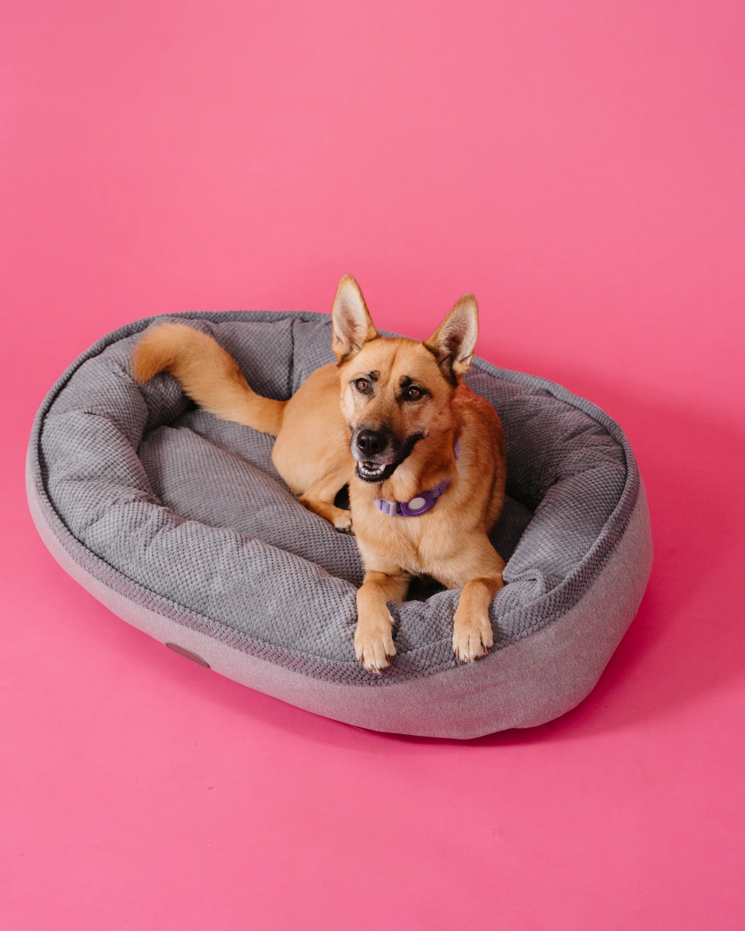 Chester Lee furry bagel donut dog bed cozy plush premium comfort all breeds