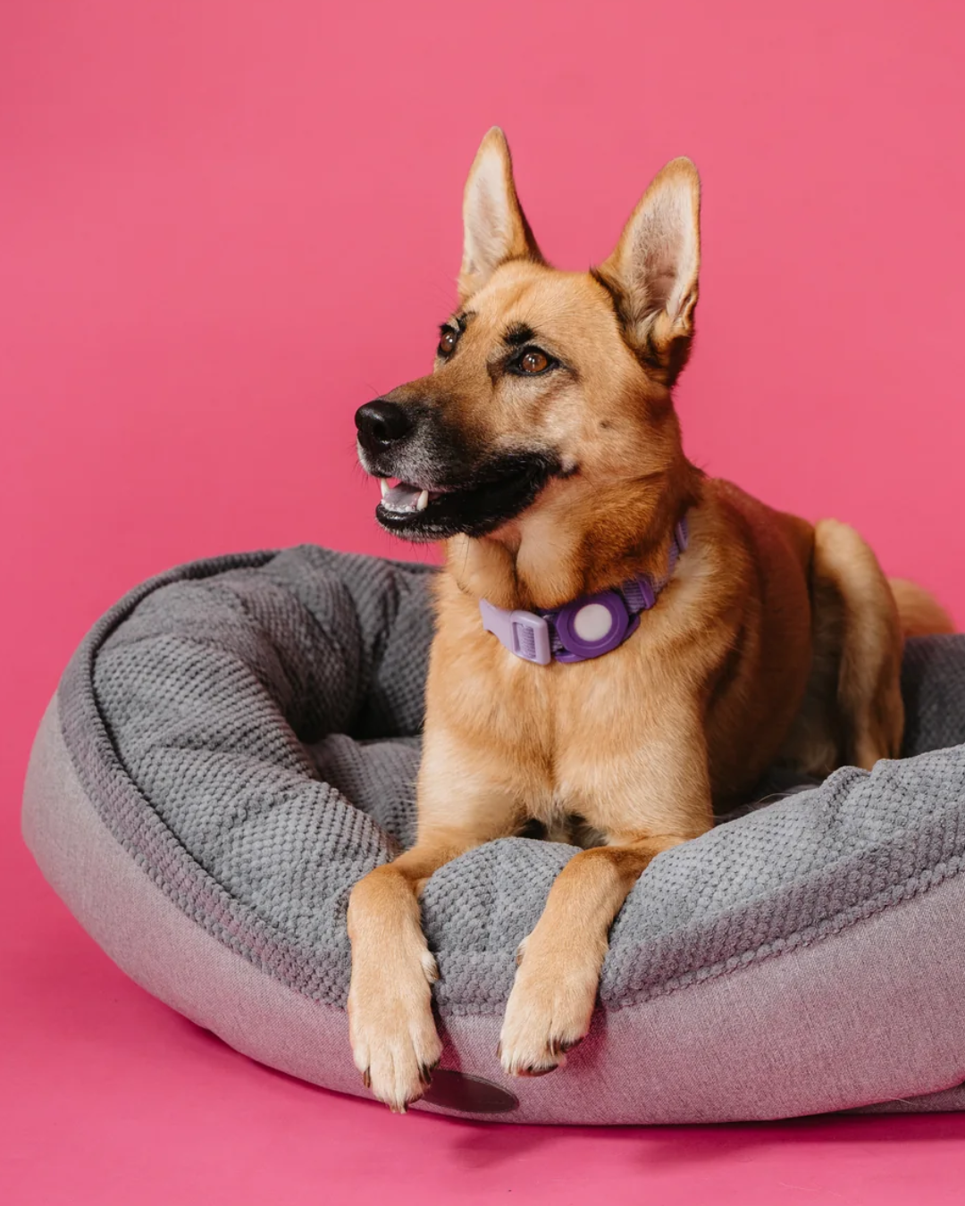 Chester Lee furry bagel donut dog bed cozy plush premium comfort all breeds