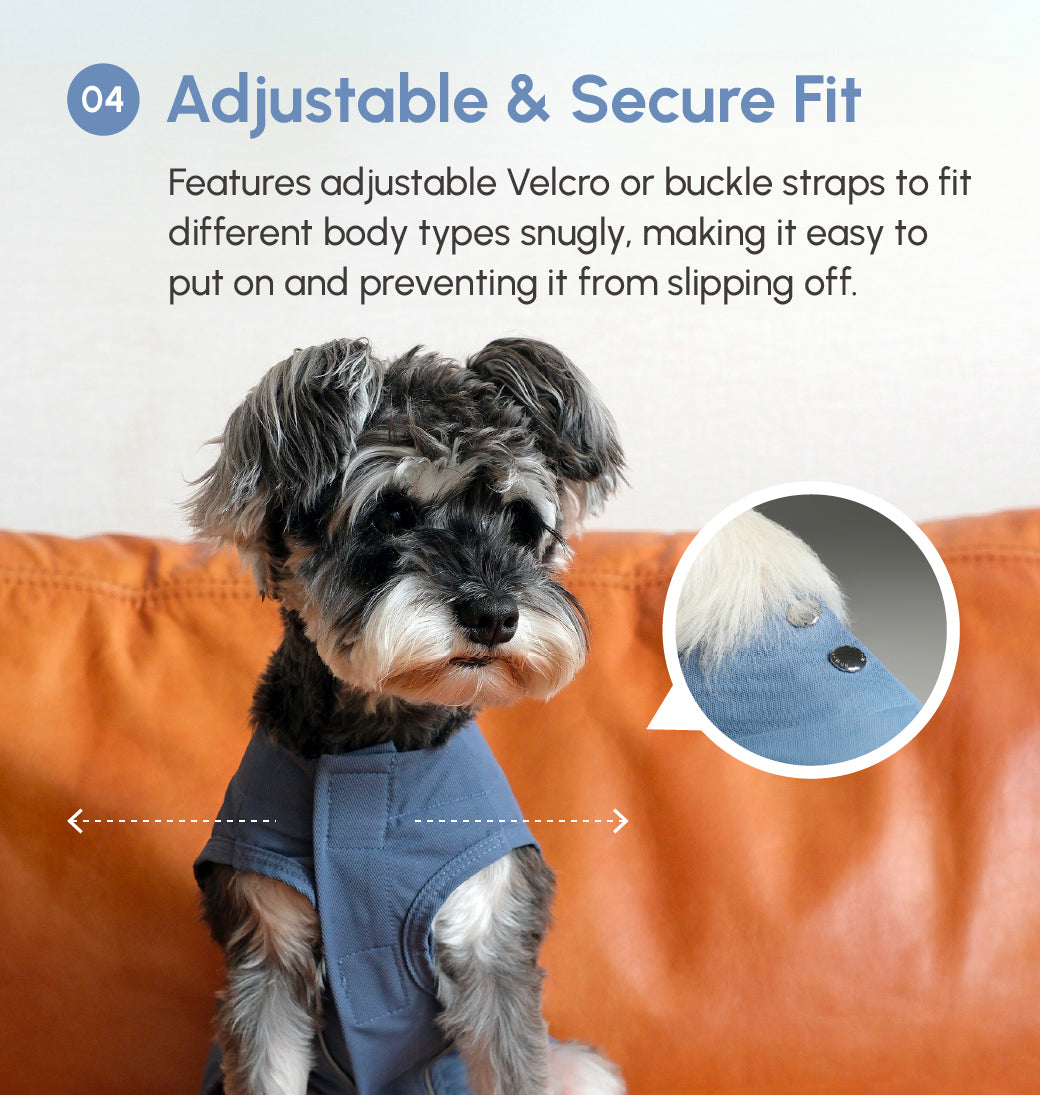Dog wearing a blue shirt with adjustable straps, sitting on an orange couch.