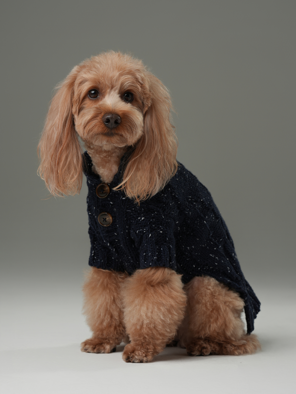Glacier navy high-neck knit dog sweater with vintage chest buttons blended yarn 6 sizes