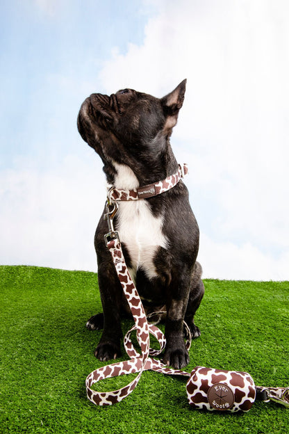Chocolate cow print adjustable dog collar durable hardware small to large dogs